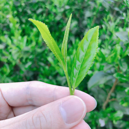 新茶の魅力とは?通常のお茶との違いと美味しい淹れ方