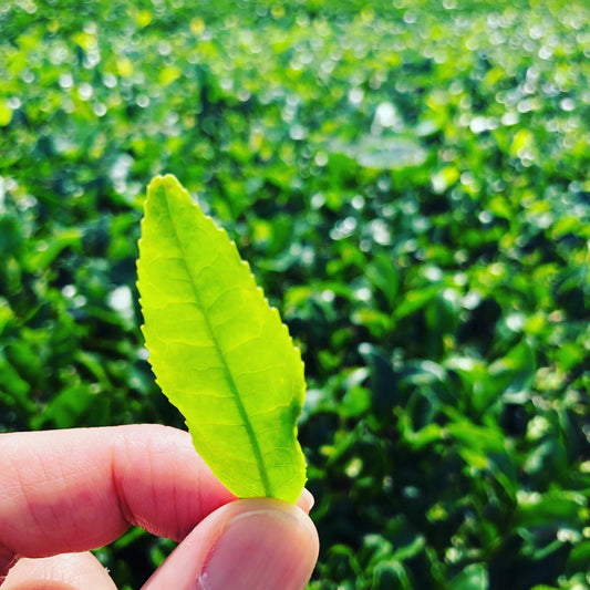 新茶と八十八夜～日本の茶文化と歴史