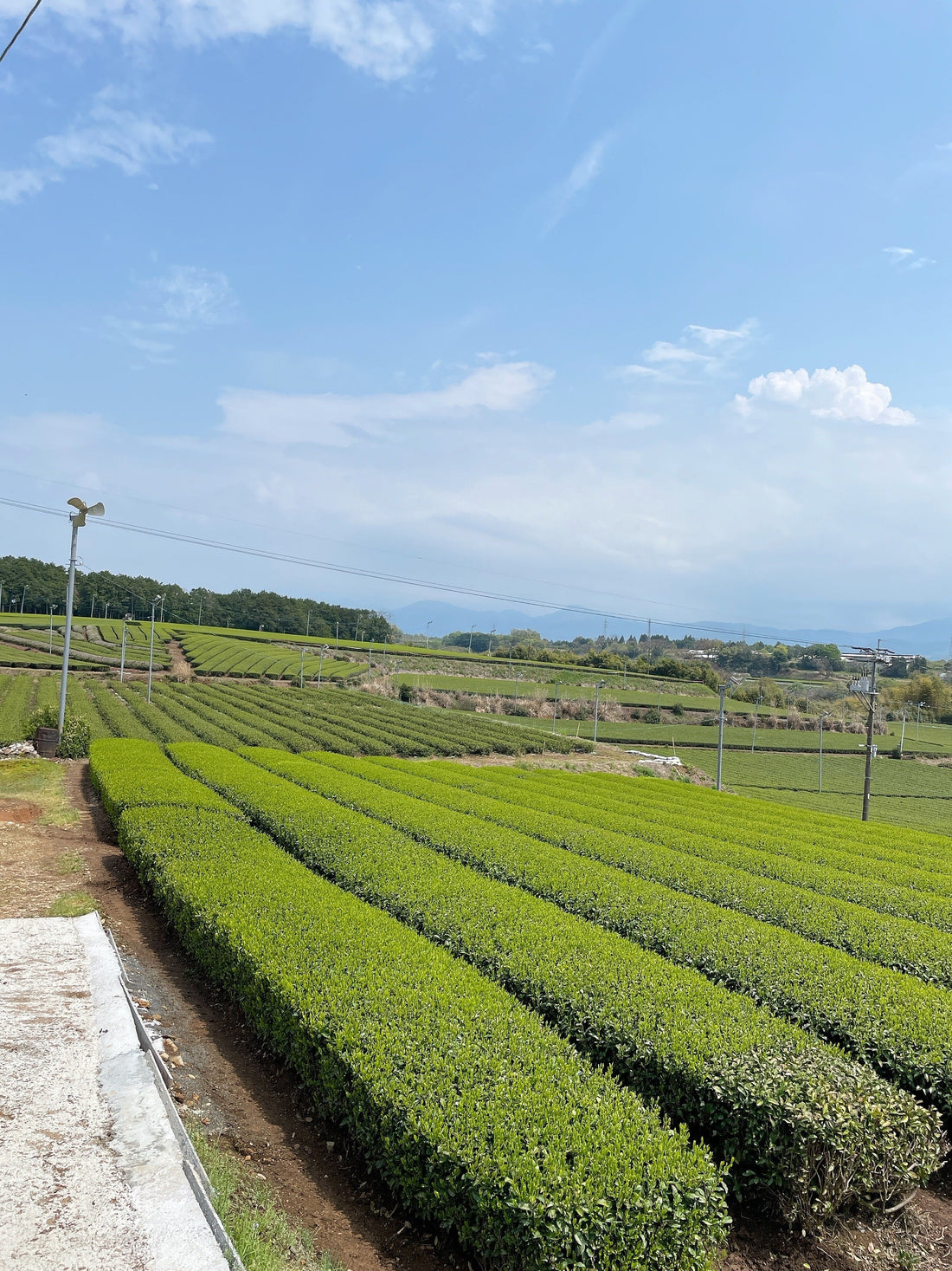 新茶の健康効果と栄養素～美容と健康に嬉しいお茶